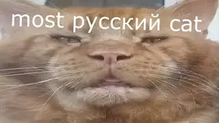 The most Russian cat ever