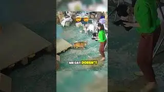 Mr. Cat vs. The World