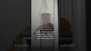 зарисовка жизни #yoga #cat