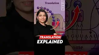 Translation Explained 📚