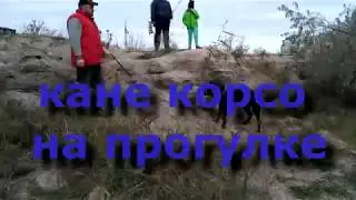 кане корсо на прогулке. Кане корсо Чез с Кане корсо Ником и ихней подружкой Алишей на прогулке.