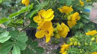 What is Fall Cassia?