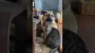 Unlikely Animal Friendships That Will Make Your Day 