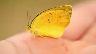 butterfly   25 September 2022