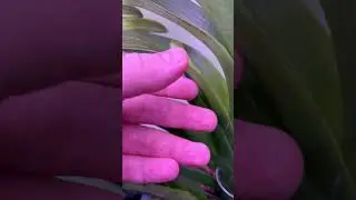 Вот это сюрприз от Ванды ❤️‍🔥 