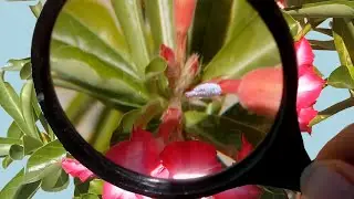 How to Save Your Adenium from Mealy Bugs