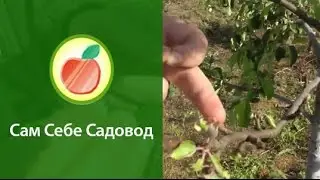 Короед на яблоне.