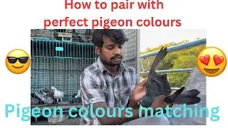 How to pair with perfect pigeon colours 