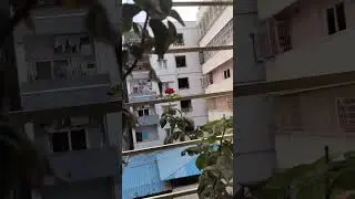 komma kommako gulabi