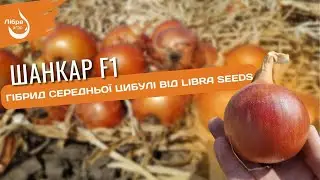 Шанкар F1 гібрид середньої цибулі від Libra Seeds
