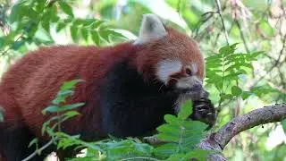 Little Red Panda | Free Stock Videos