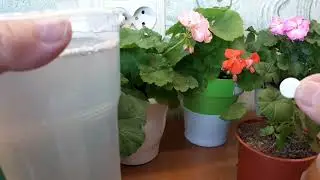 Это фосфорно-калийное удобрение в связке с такой  таблеткой,реанимирует почву пеларгоний и нетолько.