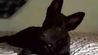 Sam's Listening