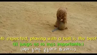 My puppy's ball game ( el juego de pelota de mi cachorro )