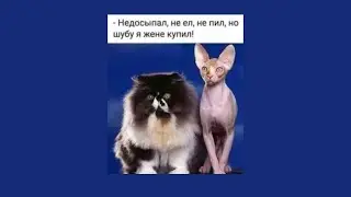 Прикольные анекдоты в картинка! Не ел,не пил, а шубу жене купил!