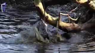 Tİmsah Saldırıları Crocodile attacks
