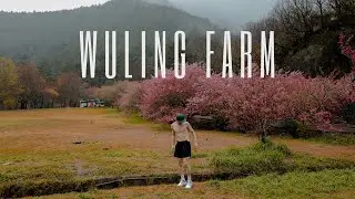 The BEST Place To See CHERRY Blossom in TAIWAN / TRAVEL GUIDE