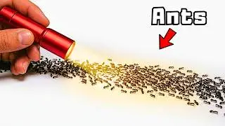I Evicted My Pet Ants From Their Nest...