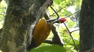 Golden backed woodpecker in North India