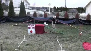 America's Got Talent - AGT Dog Act