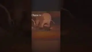 Гиены напали на слонёнка!
