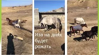 Иза на днях будет рожать.  Дагестан.