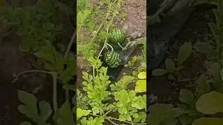 Арбузики 2ч