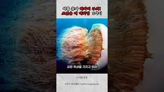 여름 휴가 해파리 주의보! 쏘였을 때 대처법 3가지 #건강정보 #여름휴가 #해파리 #휴가 #바다