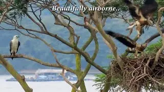 More Flying Practice for Fledged EAGLE CHICKS!