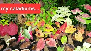 My caladium collections...😍