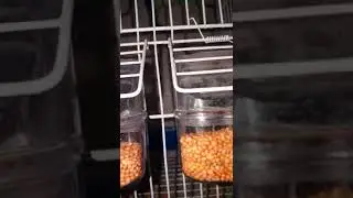 طيور البادجي