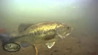 Largemouth Bass
