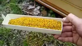 Как собирается пчелиная пыльца на пасеке