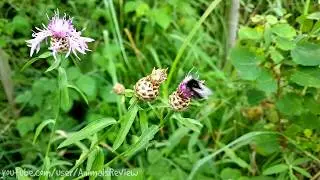 Bee and Flowers