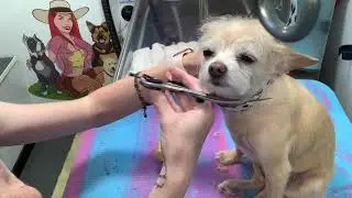Groom with Me (terrier mix haircut)