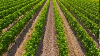 Grapevine Rows