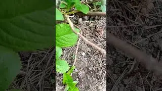 Саженцы гортензии крупнолистной горизонтальной отводкой по природному способу #садоводство #сад