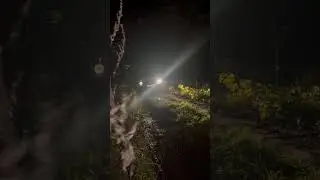Нива ночью едет по сырому лесу 