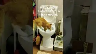 наш кот 😻