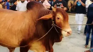Aesthetic Red Hasha Bull Pair • Jabardast Jora • Hasha Bull • Qurbani Goru • Cow Lovers