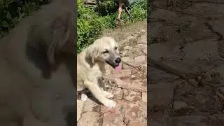 первый день на цепи,щука,сазан,сом,рыбалка,голые девушки