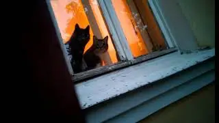 Cats watch 