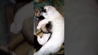 Хорек маленькая бяка