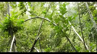 The 2008 Expedition into Bluff Creek in Northern California