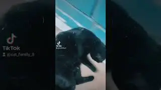🌸мистер Кусюн или Гоша