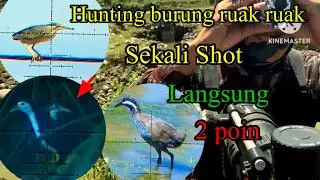 Hunting burung ruak ruak #satu kali tembak dua poin