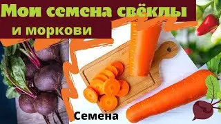 Семена свеклы и моркови.