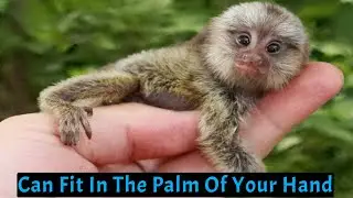 Smallest monkey in the world Pygmy marmoset