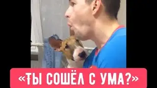 Бультерьер против компьютерных игр 🐕 vs 🎮