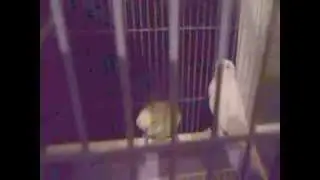 Кеша Лиза